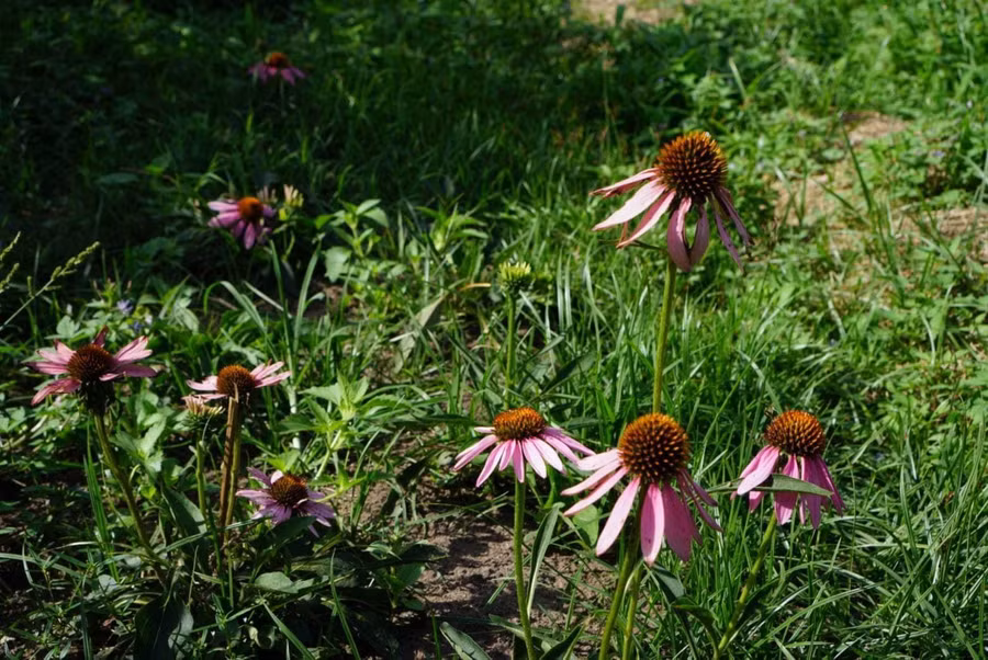 Cây hoa cúc tím (Echinacea) là loại thảo mộc có nguồn gốc từ Bắc Mỹ được Lan trồng thử nghiệm tại vườn. Ảnh: NVCC