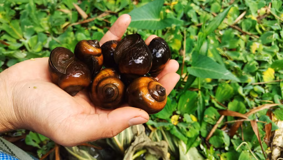  Từ khi còn làm hướng dẫn viên du lịch, Việt đã ấp ủ ý định nuôi ốc bươu đen. Ảnh: N.Q