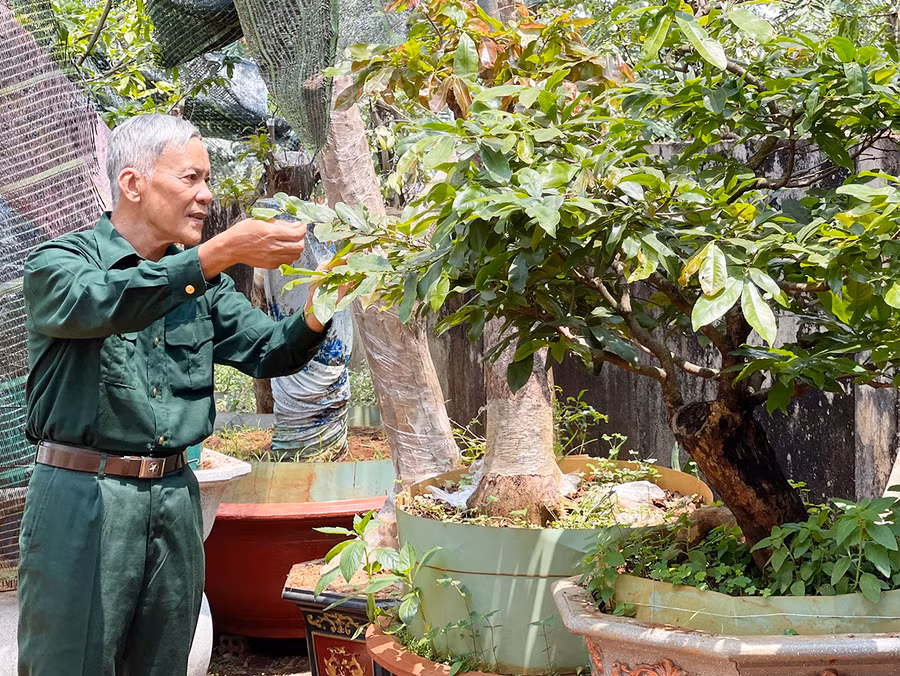 Ông Nguyễn Văn Hải chăm sóc mai bonsai. Ảnh: Vũ Thảo