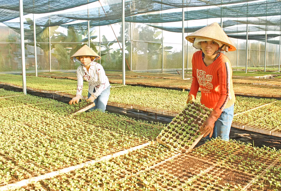 Sản xuất cây giống chất lượng cao tại HTX Nông nghiệp và dịch vụ An Phú Thịnh (TP. Pleiku). Ảnh: Nguyễn Diệp Sản xuất cây giống chất lượng cao tại HTX Nông nghiệp và dịch vụ An Phú Thịnh (TP. Pleiku). Ảnh: Nguyễn Diệp