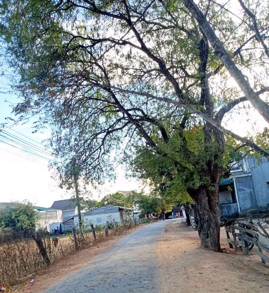 Ở buôn Yang Làng, (xã Krông Na, huyện Buôn Đôn, tỉnh Đắk Lắk) nhà nào cũng trồng một cây me trước nhà.