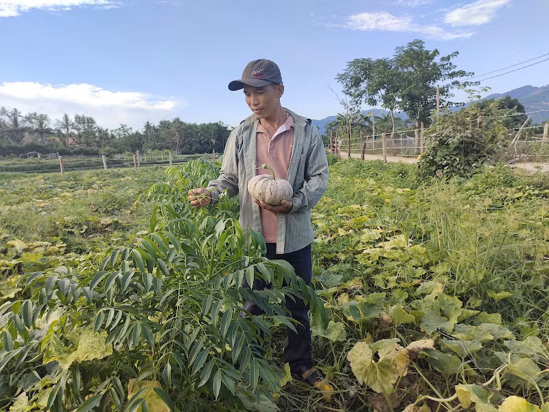 Gia đình anh Nguyễn Bảo Toàn có thêm thu nhập từ mô hình trồng cây cóc Thái lấy ngọn non xen canh cây bí đỏ tại (thôn Long Hòa, xã An Hòa, huyện An Lão, tỉnh Bình Định).