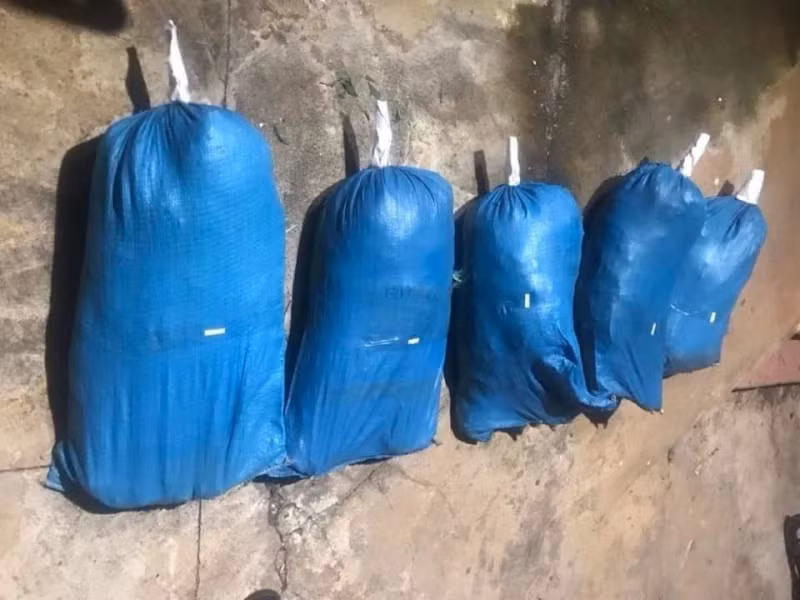  Số cần sa được thu giữ tại nhà các đối tượng.