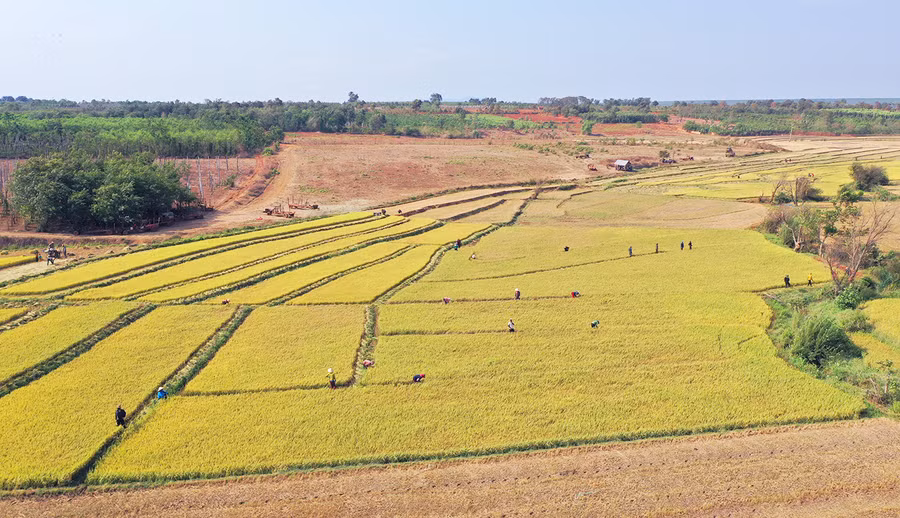Người dân làng Thơ Nhueng đã biết liên kết với hợp tác xã để sản xuất lúa chất lượng cao, giúp nâng cao giá trị, thu nhập. Ảnh: Quang Tấn