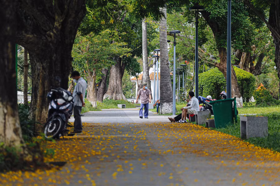  Vàng hoa điệp xen lẫn trong màu xanh của phố phường