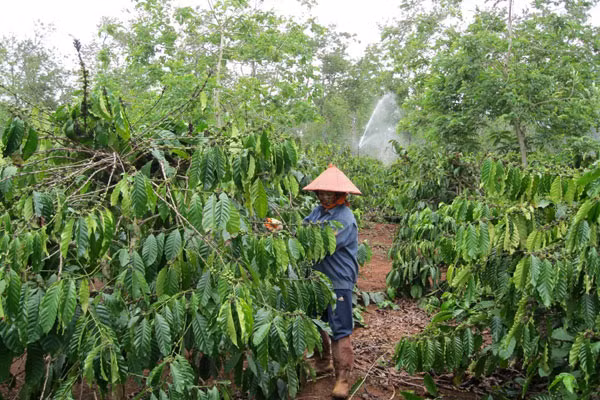 Người dân Gia Lai chăm sóc cây cà phê. Ảnh: Quỳnh Nga
