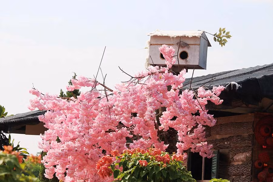  Tổ ấm trên hoa anh đào