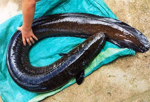 Cá chình nặng 14 kg do nhóm bạn trẻ Quảng Ngãi vừa câu được. Ảnh: Facebook
