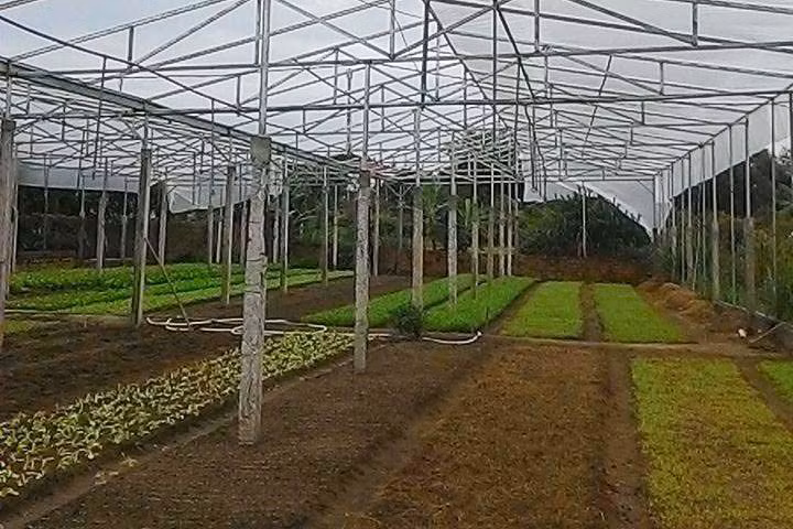 Mô hình trồng rau sạch trong nhà lưới tại xã Đông, huyện Kbang. Ảnh: L.N