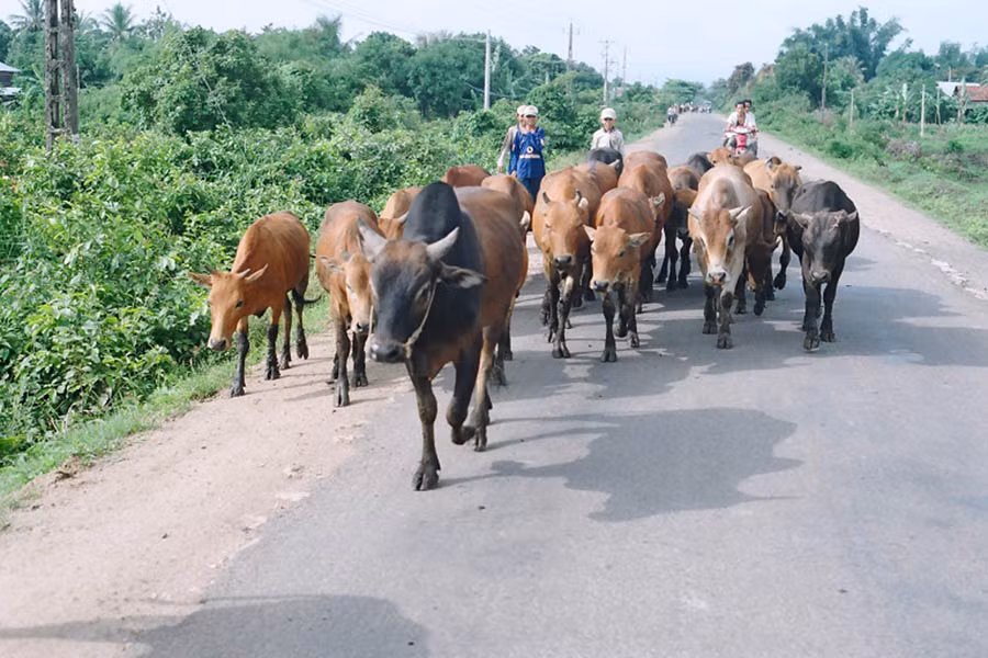  Thị xã Ayun Pa đã làm tốt công tác phòng-chống dịch bệnh lở mồm long móng gia súc và đã công bố hết dịch. Ảnh: Lương Thanh