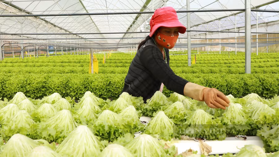 Vụ rau chợ được đội lốt rau VietGAP rồi cung cấp cho siêu thị tại TP.Hồ Chí Minh đã ảnh hưởng lớn đến uy tín của rau Đà Lạt. Ảnh: Văn Long Vụ rau chợ được đội lốt rau VietGAP rồi cung cấp cho siêu thị tại TP.Hồ Chí Minh đã ảnh hưởng lớn đến uy tín của rau Đà Lạt. Ảnh: Văn Long