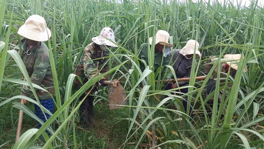 Hội viên Phụ nữ làng Jun đang “Làm rẫy tập thể”. Ảnh: A.H