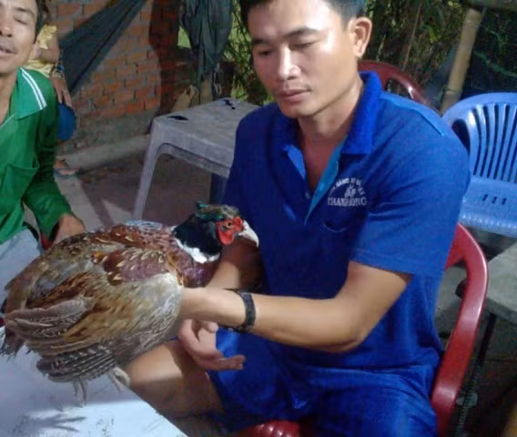 Nhiều người dân địa phương xác nhận đây là chim trĩ đỏ. Ảnh E.X. Nhiều người dân địa phương xác nhận đây là chim trĩ đỏ. Ảnh E.X.