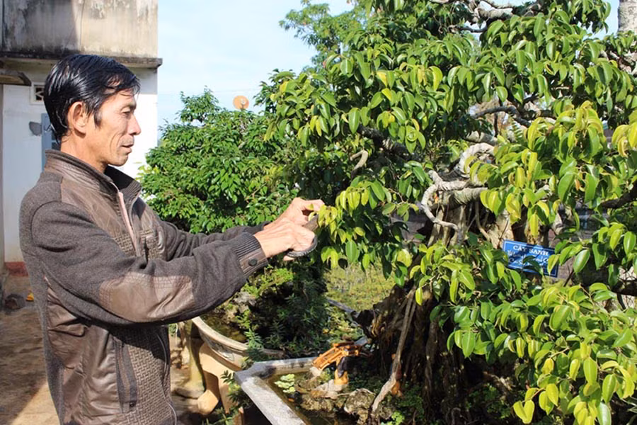 Ông Tăng Hồng Lang đã nhận được nhiều đơn đặt hàng chăm sóc cây cảnh sau Tết. Ảnh: Thủy Bình