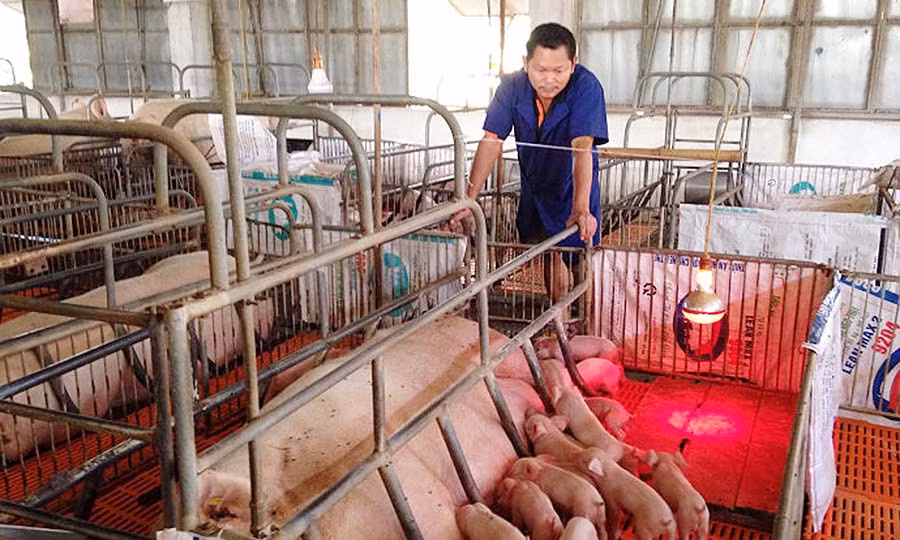 Ông Nguyễn Ninh Nhị lo lắng vì giá heo hơi xuống thấp. Ảnh: L.L Ông Nguyễn Ninh Nhị lo lắng vì giá heo xuống thấp. Ảnh: L.L