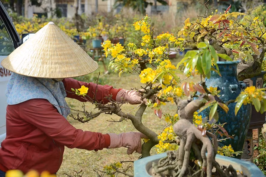 Chăm mai cảnh sau tết là công việc đòi hỏi sự tỉ mỉ, cẩn thận. Ảnh: Phương Linh