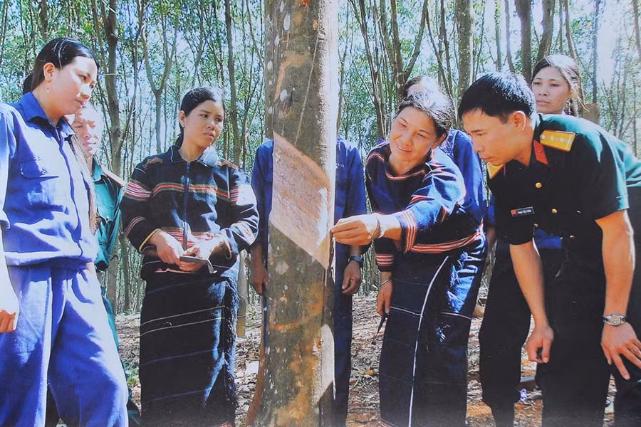 Bộ đội hướng dẫn công nhân người Jrai kỹ thuật khai thác mủ. Ảnh: N.T Bộ đội hướng dẫn công nhân người Jrai kỹ thuật khai thác mủ. Ảnh: N.T