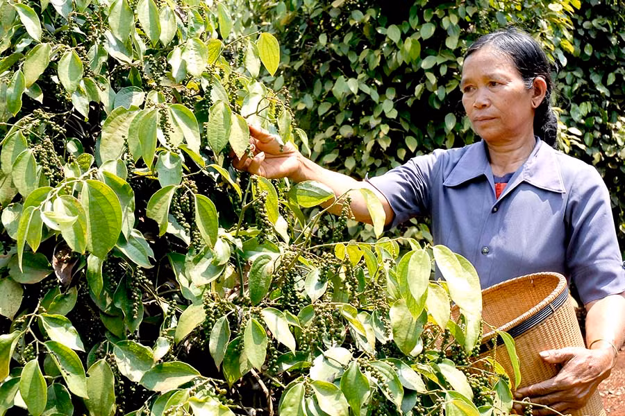  Hồ tiêu Gia Lai đang bước vào vụ thu hoạch. Ảnh: Đ.T