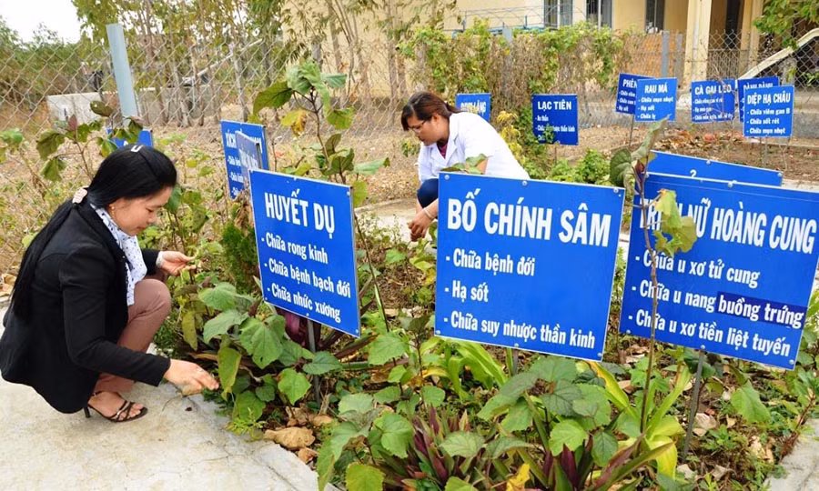  Vườn thuốc Nam mẫu tại Trạm Y tế xã Ayun Hạ là địa chỉ tin cậy của nhiều người dân. Ảnh: Đ.P