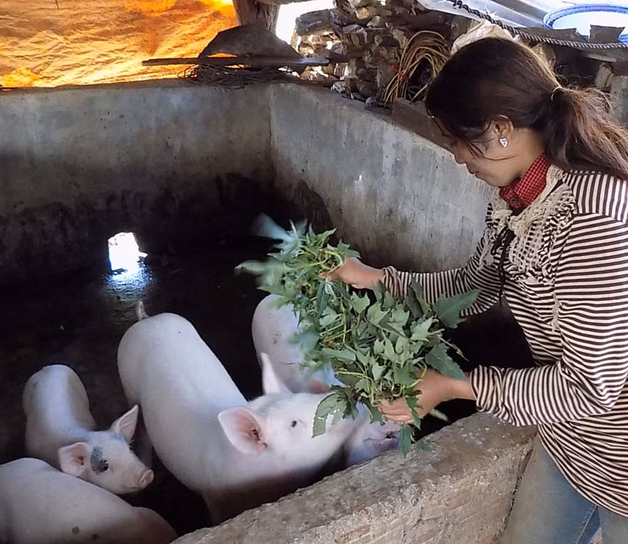 Hộ nông dân chăm sóc đàn gia súc. Ảnh: L.T Hộ nông dân chăm sóc đàn gia súc. Ảnh: L.T