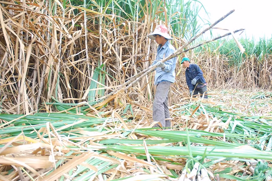 Nông dân xã Pờ Tó đang bước vào cao điểm vụ thu hoạch mía. Ảnh: V.N Nông dân xã Pờ Tó đang bước vào cao điểm vụ thu hoạch mía. Ảnh: V.N