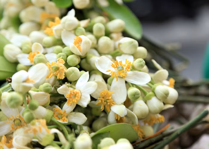 Hoa bưởi thường được hái vào lúc ban mai, khi có những tia nắng đầu tiên trong ngày len qua kẽ lá đánh thức những nụ hoa còn đượm sương đêm từ từ hé nở. Đây là lúc mùi hương hội tụ, thơm nhất.