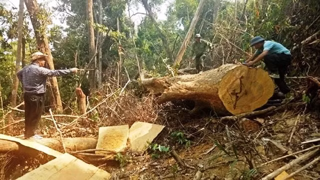 Vụ phá rừng quy mô lớn xảy ra tại tiểu khu 701, xã Cư Bông, huyện Ea Kar, tỉnh Đác Lắc thuộc lâm phần Công ty TNHH MTV Lâm nghiệp Ea Kar quản lý được phát hiện vào đầu tháng tư vừa qua.