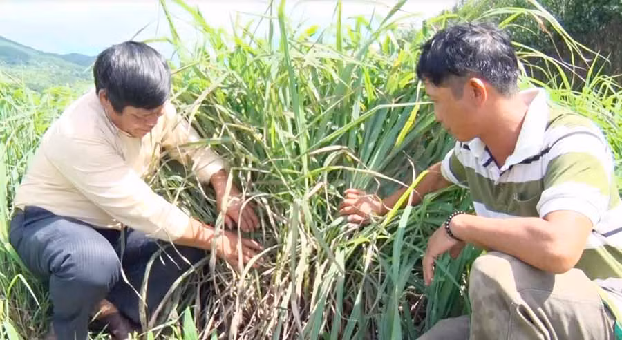  Cây sả Java được nhiều nông dân ở huyện Kbang lựa chọn trồng để phát triển kinh tế. Ảnh: H.H