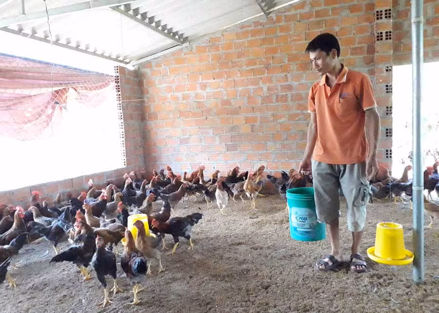 Anh Trịnh Xuân Tuyên cho gà ăn. Ảnh: G.H