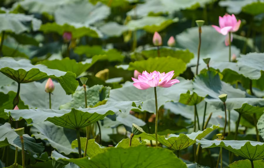 Hoa sen gắn liền với văn hoá, nghệ thuật của Việt Nam, nhất là trong Phật giáo. Hình ảnh hoa sen thể hiện qua những kiến trúc như chùa Một Cột, tháp Cửu Phẩm Liên Hoa, bệ đỡ tượng Phật và các hoạ tiết trang trí cách điệu. Năm 2011, Việt Nam từng mở cuộc bình chọn quốc hoa và sen được chọn nhiều nhất. Mặc dù được nhiều người công nhận, hoa sen vẫn chưa được công bố là quốc hoa chính thức của Việt Nam.