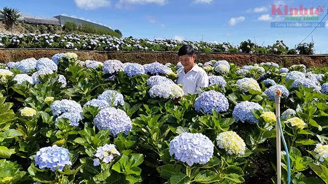 Chủ nhân Nguyễn Văn Trung giữa cánh đồng cẩm tú cầu mênh mông khoe sắc mỗi ngày.