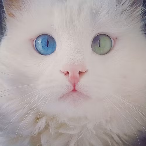 Chú ta có cặp mắt tròn xoe, thu hút với 2 màu mắt: màu xanh dương và xanh lá cây. (ảnh: Bored Panda/Instargram).