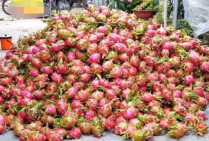 Thanh long bế tắc đầu ra, giá giảm mạnh ở nhiều tỉnh thành