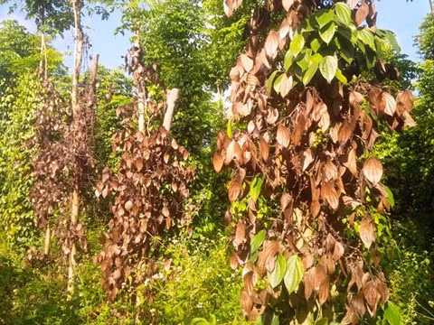Nhiều gia đình lâm cảnh trắng tay khi vườn tiêu chết khô