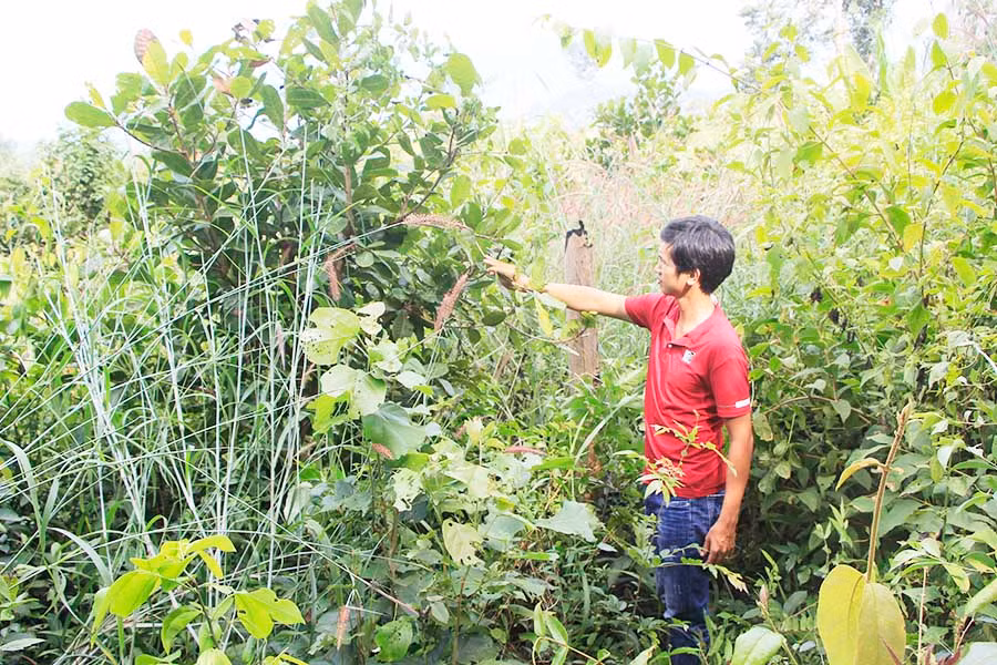  Đất rừng của Ban QLRPH Ia Grai bị người dân xâm chiếm trồng điều từ nhiều năm nay. Ảnh: Q.T