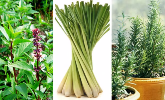 Các loại cây xua đuổi muỗi hiệu quả.