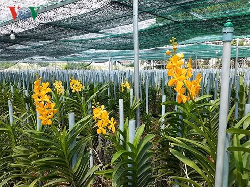 Trang trại hoa lan Mokara của anh Lê Thành Trung