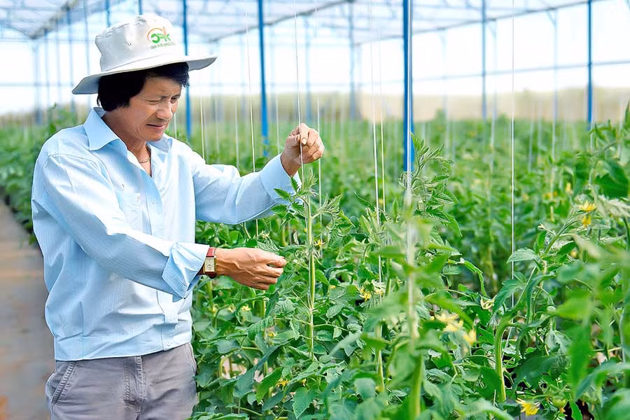Công ty TNHH một thành viên Hương Đất An Phú (TP. Pleiku) trồng rau sạch theo tiêu chuẩn VietGAP. Ảnh: Đ.T