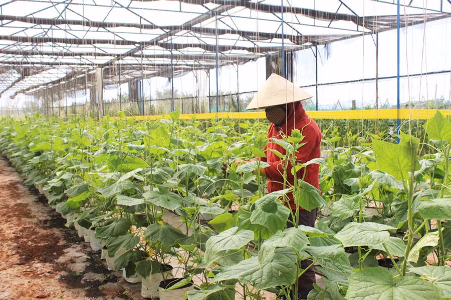 Rau xanh sản xuất theo hướng VietGAP là một trong những nhóm sản phẩm tham gia chương trình OCOP. Ảnh: N.H