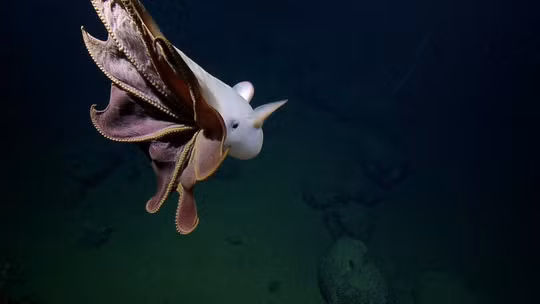 Những xúc tu có gai nhọn được bạch tuộc Dumbo sử dụng để tự vệ. Ảnh: National Geographic
