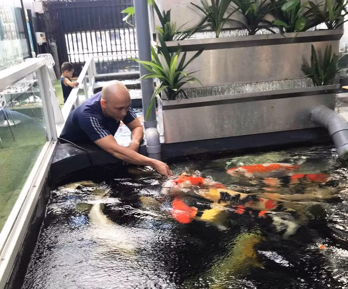 Sau những giờ làm việc căng thẳng anh thường nô đùa cùng với những chú cá koi này.