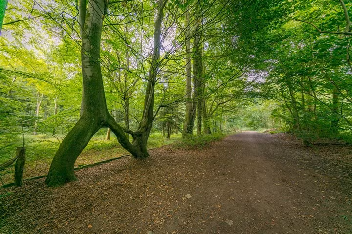  Cây mọc hình chữ N ở Aberford, Leeds được bình chọn là cây của năm ở Anh.