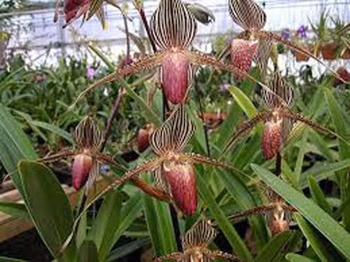 Năm 1988, Jean Jules Linden đã đặt tên là Paphiopedilum rothchildianum để vinh danh Bá tước Ferdinand James Von Rothschild, một nhà thảo mộc nổi tiếng về trồng lan và sau đó các khoa học gia khác tiếp tục nghiên cứu về giống lan này. 33 Năm 1988, Jean Jules Linden đã đặt tên là Paphiopedilum rothchildianum để vinh danh Bá tước Ferdinand James Von Rothschild, một nhà thảo mộc nổi tiếng về trồng lan và sau đó các khoa học gia khác tiếp tục nghiên cứu về giống lan này.