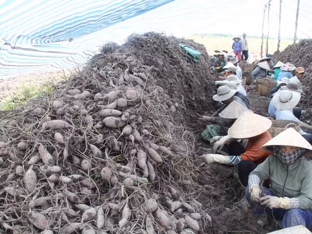 Người dân huyện Bình Tân (Vĩnh Long) thu hoạch khoai lang (Ảnh: Huỳnh Xây)
