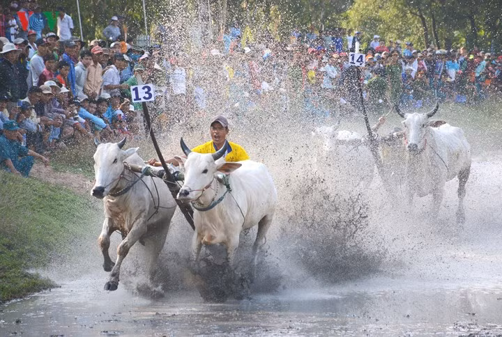  Từ đó, đua bò trở thành tập quán của người Khmer Bảy Núi, An Giang vào mỗi dịp lễ Sene Đolta hàng năm và trở thành lễ hội truyền thống, đặc trưng của đồng bào dân tộc Khmer vùng Bảy Núi An Giang.