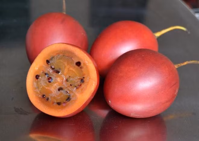 Cà chua thân gỗ từng gây sốt với giá 1 triệu đồng/kg, hàng xách tay từ Nam Mỹ.