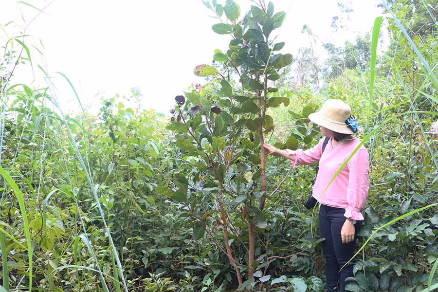  Hy vọng cuộc “đại phẫu” các ban quản lý rừng sẽ giúp nâng cao hiệu quả công tác quản lý bảo vệ rừng trên địa bàn tỉnh. Ảnh: Q.T