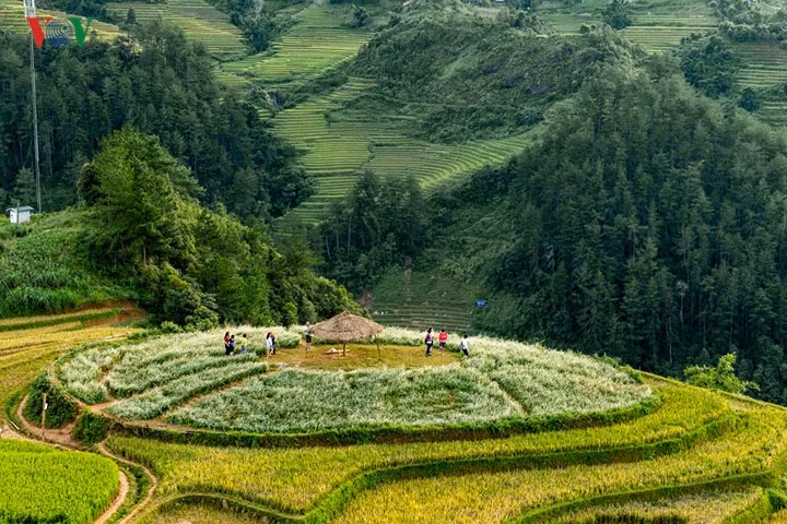 Cách khu vực đồi mâm xôi khoảng 40m là khu đồi trồng hoa tam giác mạch thu hút khách du lịch ghé thăm. Đây là loại hoa nổi tiếng của vùng Tây Bắc Việt Nam, có mùa chính khoảng từ tháng 9 đến tháng 12 hằng năm.
