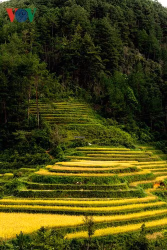  Từng thửa ruộng bậc thang chập chùng, uốn lượn như những cơn sóng vàng óng ả trong nắng vàng hớp hồn những ai có mặt nơi đây.