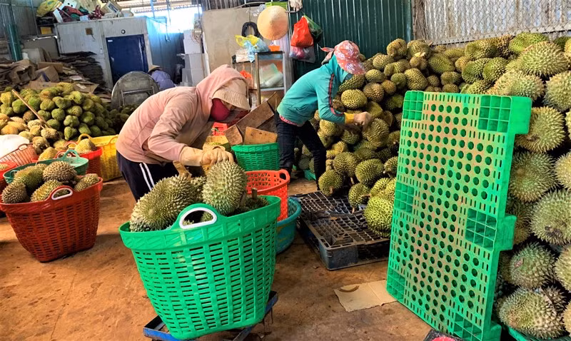  Tại các vựa trái cây, các công nhân phân loại sầu riêng để bán cho các doanh nghiệp đến thu mua.